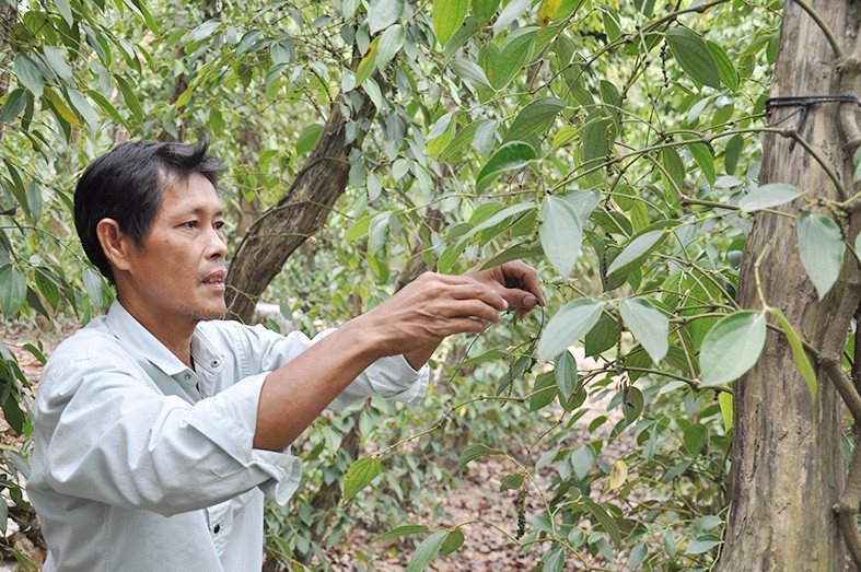 vẫn có người trồng lại hạt tiêu, nhưng tỷ lệ người trồng hạt tiêu lại là rất ít, 