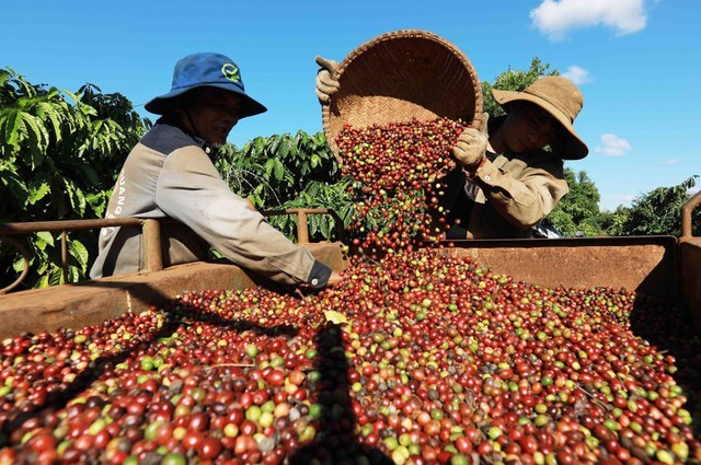 Giá cà phê hôm nay tại khu vực Tây Nguyên tiếp đà tăng nhẹ.