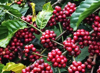 Chuyên gia: Tình trạng đầu cơ, thổi giá cà phê năm tới sẽ hạn chế hơn
