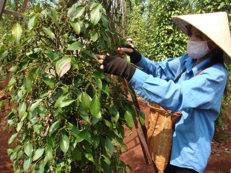 Lượng hạt tiêu tồn của nước ta không còn nhiều.