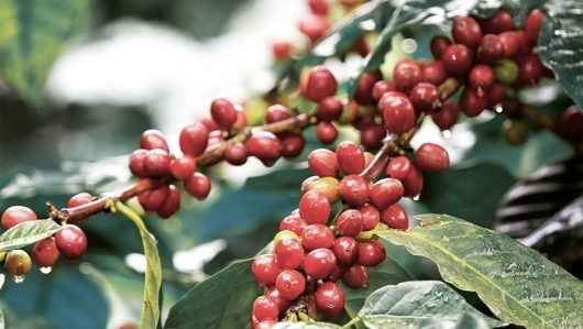 Nguồn cung hạn chế đẩy giá robusta lập đỉnh