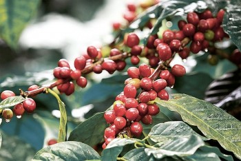 Nguồn cung hạn chế đẩy giá robusta lập đỉnh