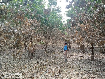 Hà Nội: Nông dân trồng bưởi 