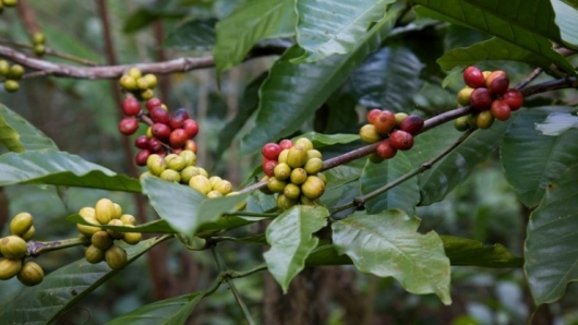 Robusta bật tăng mạnh, cà phê Việt hưởng lợi lớn