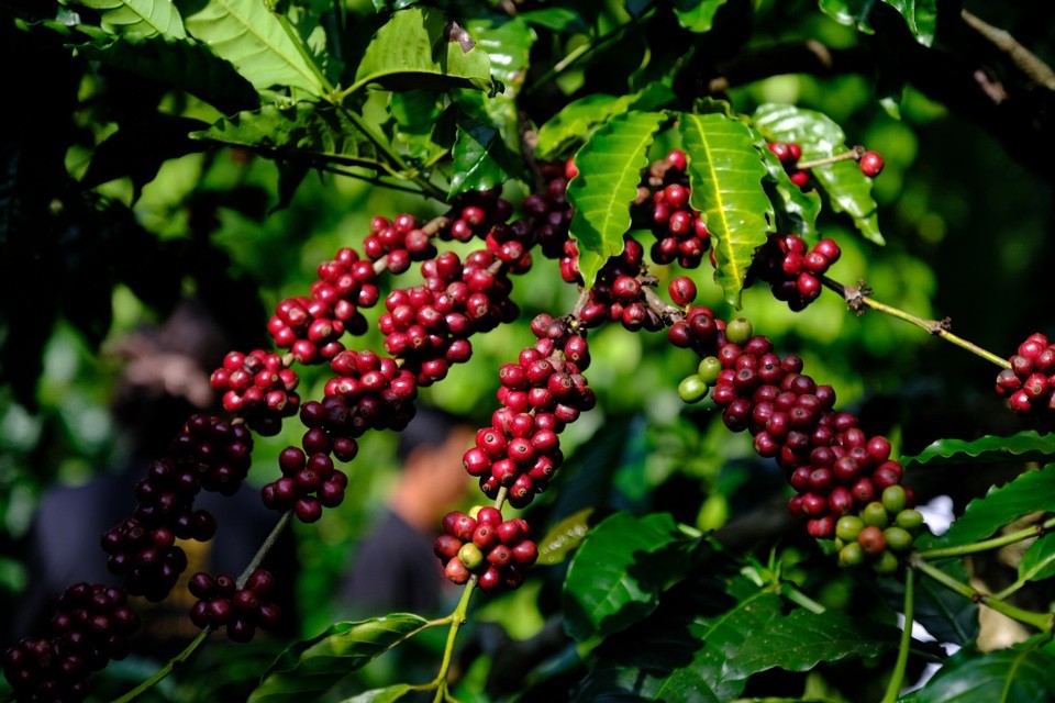 Giá cà phê duy trì đà tăng, Robusta liên tục lập kỷ lục