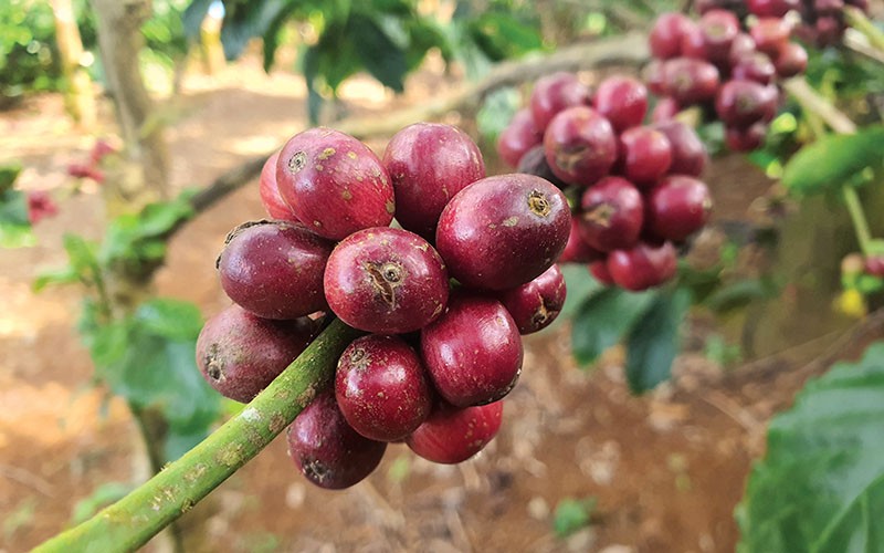 Giá cà phê hôm nay tại khu vực Tây Nguyên tiếp đà giảm mạnh.