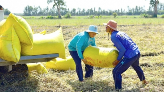 Danh sách thương nhân được cấp chứng nhận đủ điều kiện kinh doanh xuất khẩu gạo