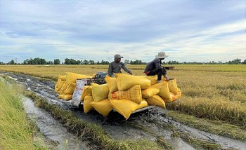 Ấn Độ nới xuất khẩu gạo: Giá lúa gạo Việt Nam bị ảnh hưởng ra sao?