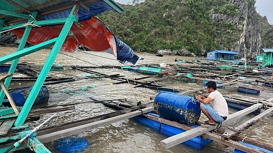 nhiều lồng bè nuôi thủy sản ở Cát Bà tan tác sau bão số 3.