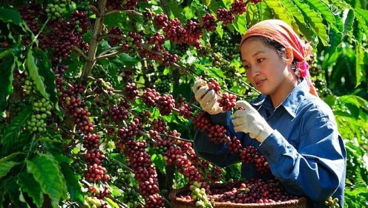 Giá cà phê tuần này khó tăng trở lại do áp lực từ nguồn cung vụ mới