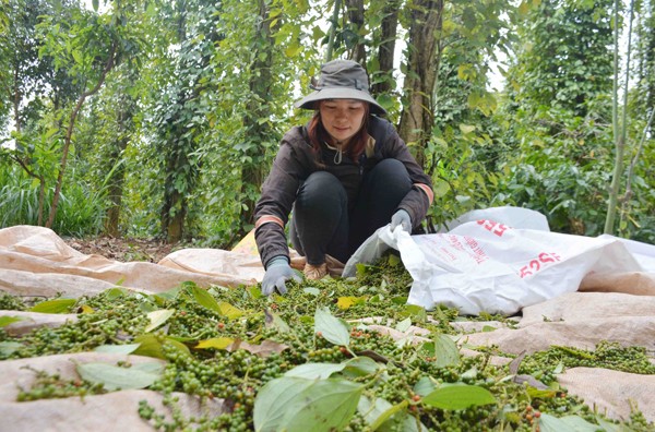 Giá tiêu ổn định ngày đầu tuần, nông dân hướng đến trồng tiêu bền vững