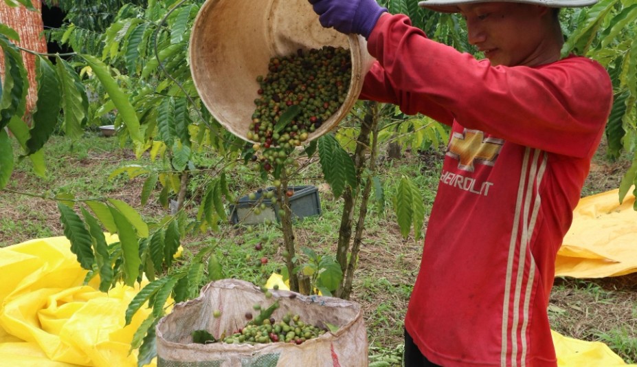 Giá cà phê bật tăng ngày cuối tuần, thị trường niên vụ mới vẫn khó dự đoán