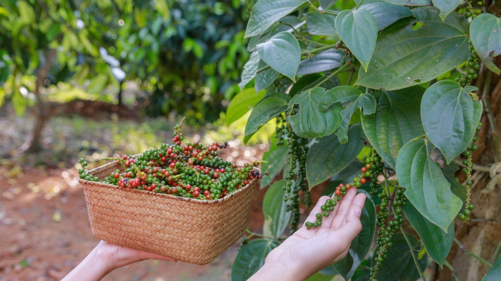 Giá tiêu suy giảm, nhiều công ty bán tiêu để đầu tư vào cà phê