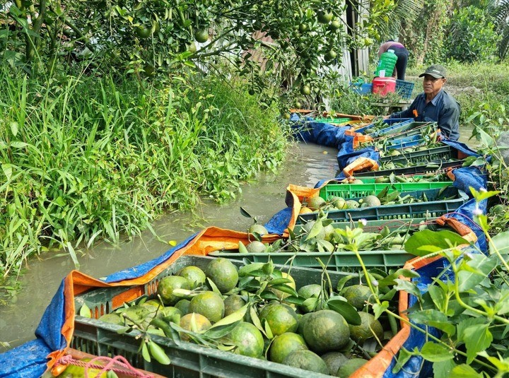 Cam sành Vĩnh Long từ miệt vườn...