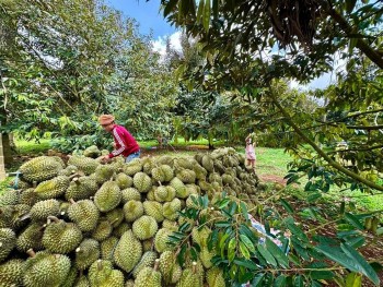 Cần làm gì để tối ưu hóa hiệu quả phát triển 