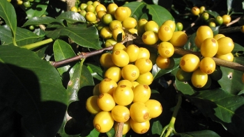 Giá cà phê Arabica đạt mức cao nhất 13 năm qua