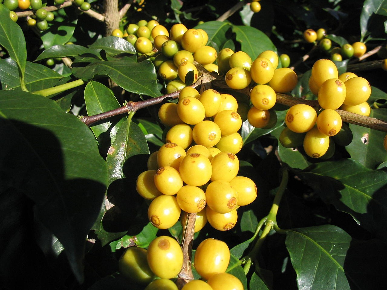 Giá Arabica đạt mức cao nhất 13 năm qua.