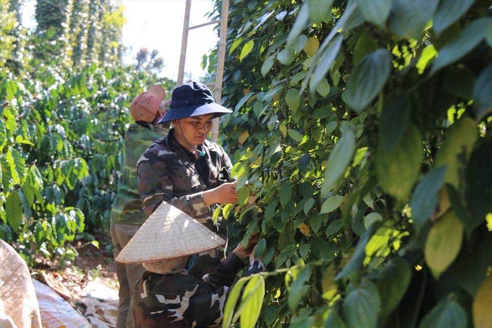 Giá tiêu vọt tăng, lấy lại mốc 140.000 đồng/kg