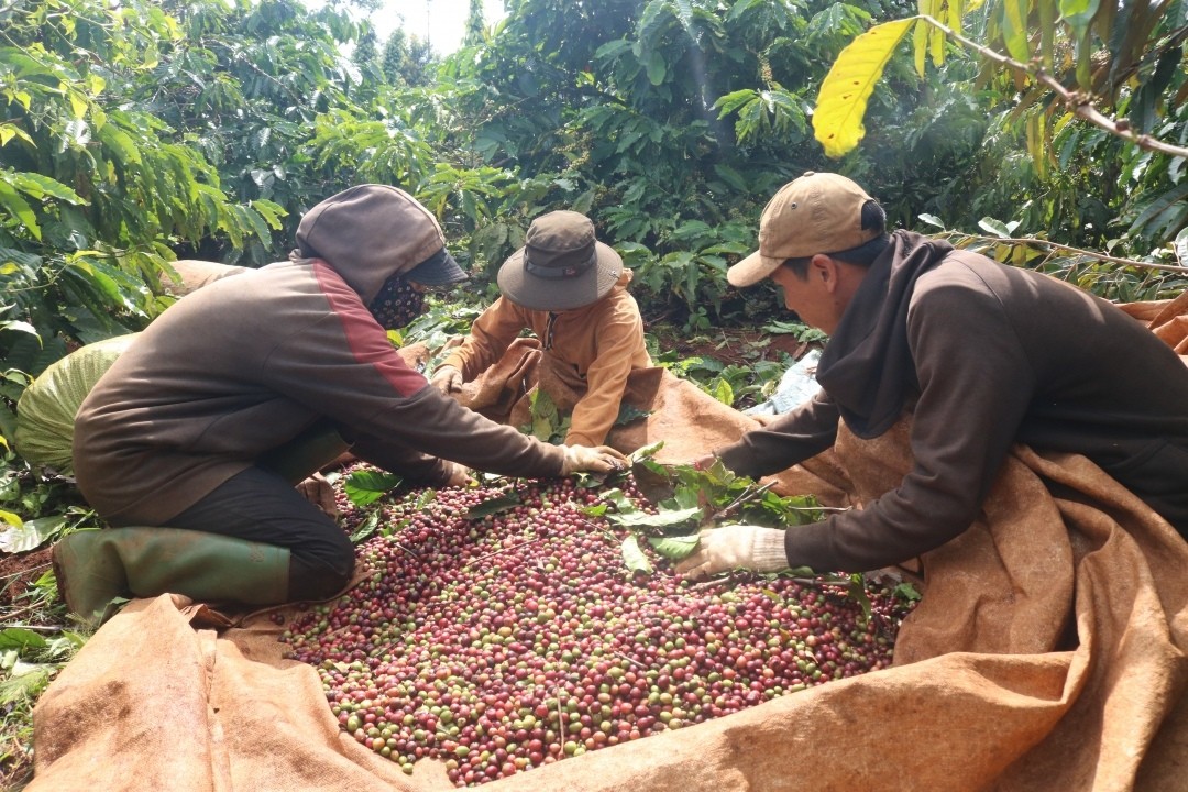 Giá cà phê quay đầu giảm ngay phiên đầu tuần, vì sao?