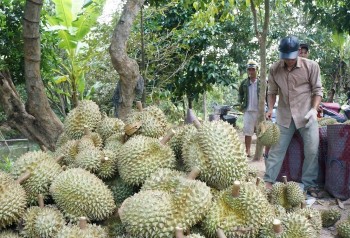 Sầu riêng nghịch mùa 200.000 đồng/kg, thương lái lùng khắp các vườn để mua