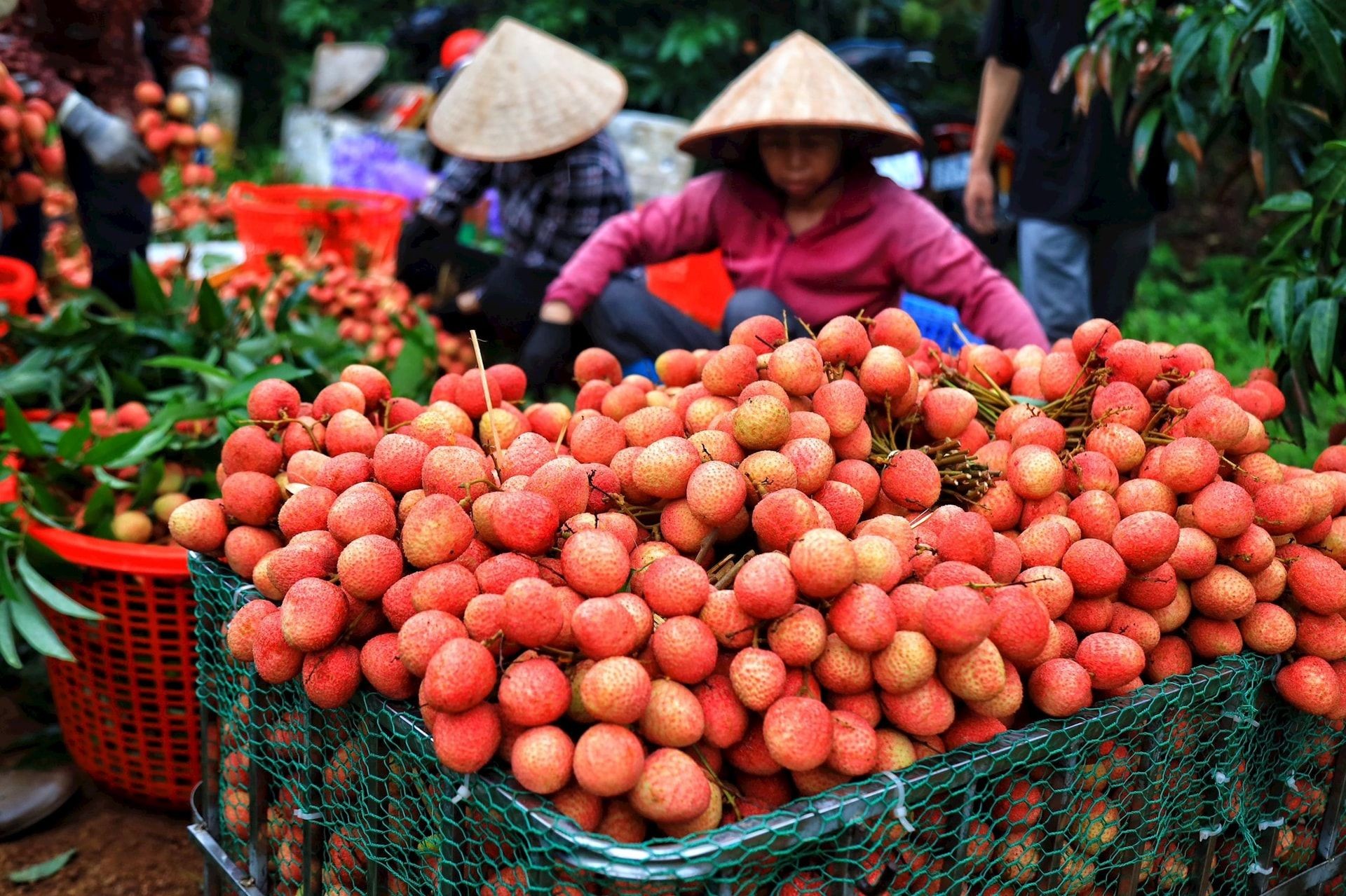 Nhiều nông sản Việt Nam được thị trường Trung Quốc ưa chuộng.