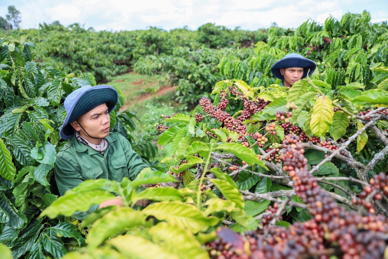 Thị trường cà phê trong nước tăng so với cùng thời điểm hôm qua.