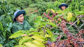 Giá cà phê tăng ngay đầu tuần, thời gian tới sẽ diễn biến ra sao?