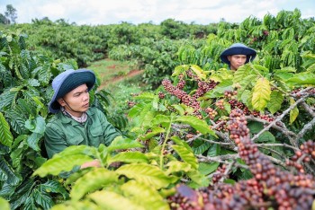 Giá cà phê tăng ngay đầu tuần, thời gian tới sẽ diễn biến ra sao?