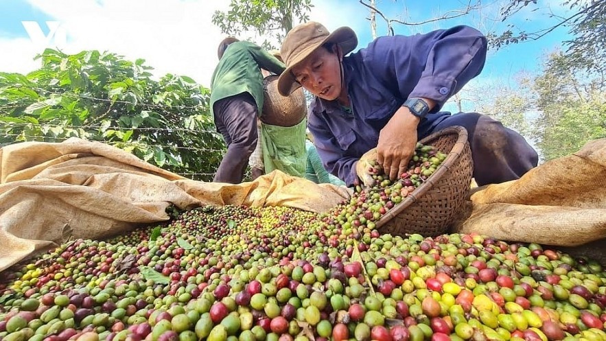 Sau giảm sâu, giá cà phê đang 