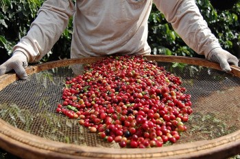 Chuỗi ngày tăng giá của cà phê kéo dài đến khi nào?