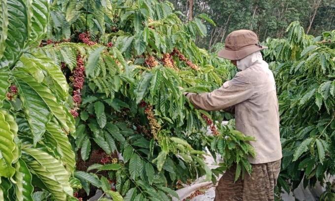 Cà phê tại vườn nhà ông Thuật ở Kon Tum đang vào vụ thu hoạch. Ảnh: Nguyễn Hải