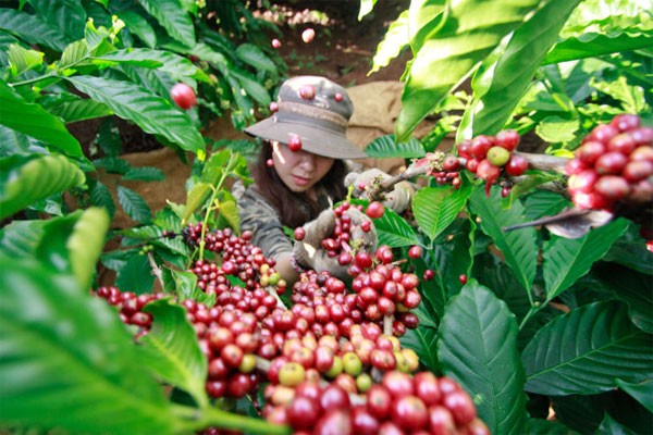 Robusta giảm mạnh, thị trường cà phê sẽ có tuần biến động khó lường?