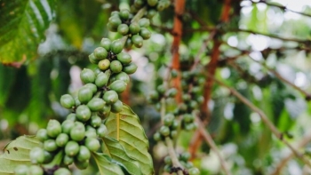 Robusta và Arabica diễn biến trái chiều theo hướng bất lợi cho loại cà phê chủ lực Việt Nam