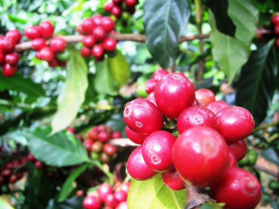 Robusta và Arabica diễn biến trái chiều theo hướng bất lợi cho loại cà phê chủ lực Việt Nam