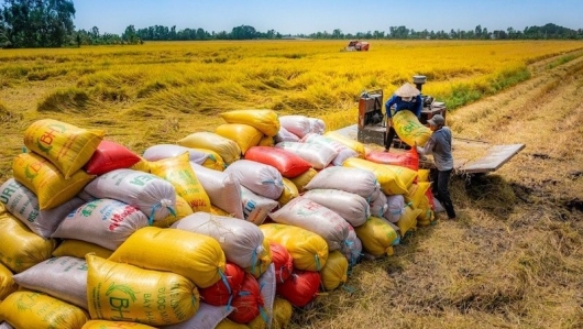 Thương nhân xuất khẩu gạo không báo cáo tồn kho sẽ bị thu hồi giấy phép