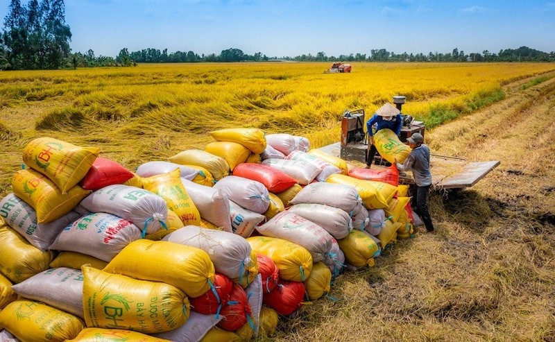 Thương nhân không báo cáo Bộ Công Thương sau 45 ngày có văn bản đề nghị sẽ bị thu hồi Giấy chứng nhận xuất khẩu gạo.