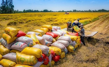 Thương nhân xuất khẩu gạo không báo cáo tồn kho sẽ bị thu hồi giấy phép