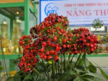 Phát triển thương hiệu sâm Ngọc Linh là một hành trình đầy gian nan