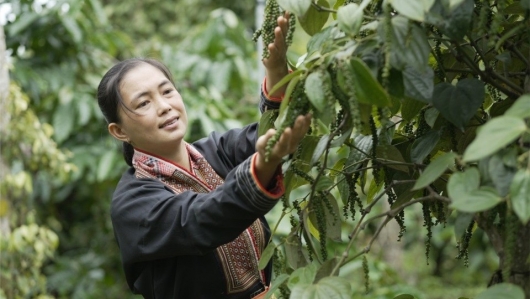 Giá tiêu vượt 150.00 đồng/kg bất chấp thị trường trầm lắng