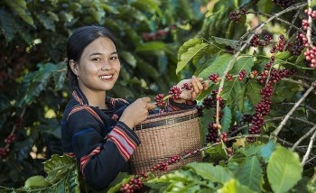 Thị trường cà phê liên tục biến động, nông dân “găm hàng” chờ giá lên