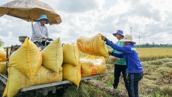 Giá lúa gạo giảm sâu, nông dân lo mất Tết, Bộ Công Thương đề xuất giải pháp gì?