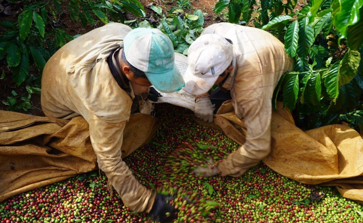 Cà phê arabica tăng lên mức cao nhất trong 3 tuần