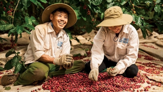 Giá cà phê robusta tăng lên mức cao nhất trong hai tuần qua