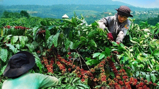 Giá cà phê tại Tây Nguyên tăng đến 1.300 đồng/kg, chưa có dấu hiệu dừng