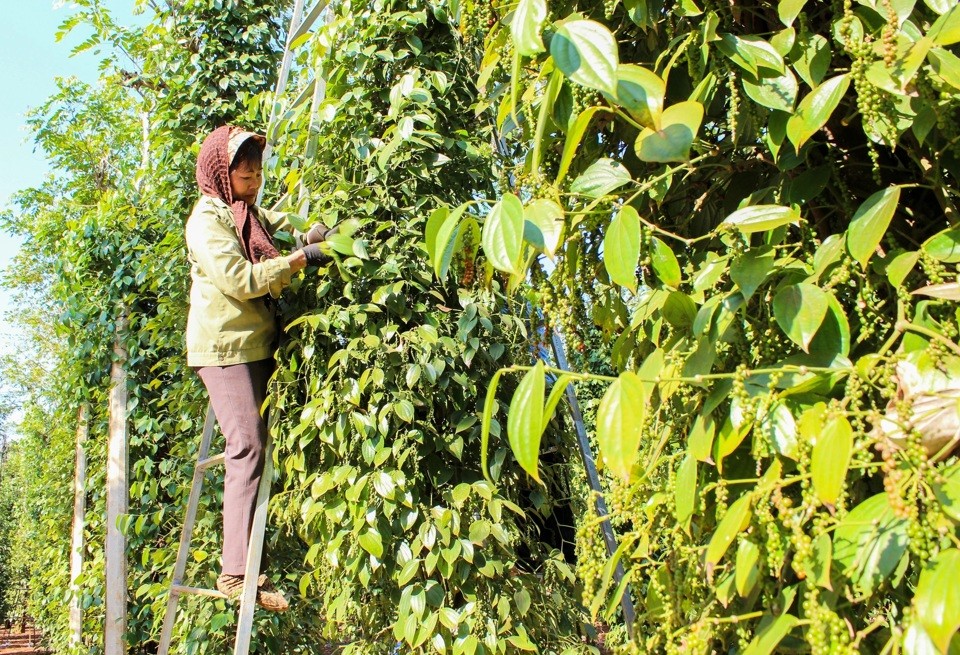Giá tiêu tăng ngày thứ tư liên tiếp lên mốc 153.000 đồng/kg