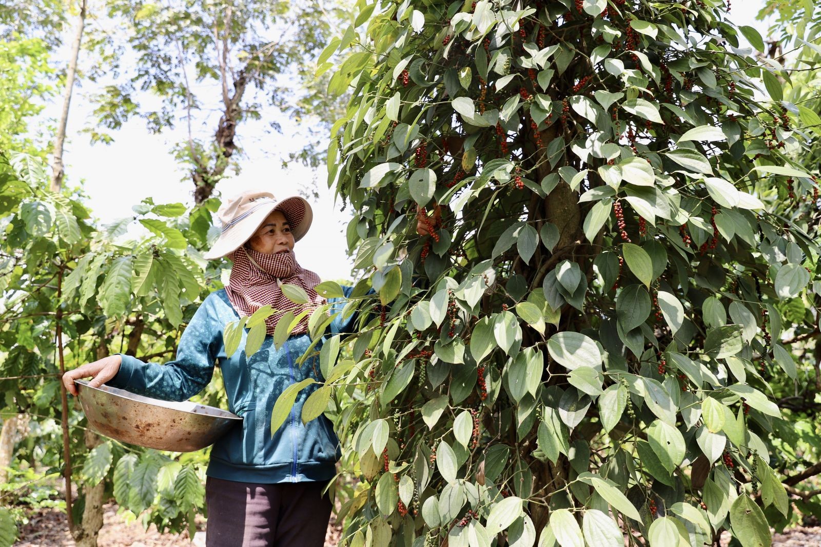Thị trường sôi động, giá hồ tiêu tiếp tục tăng mạnh