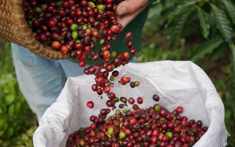 Giá cà phê trong nước hôm nay tại khu vực Tây Nguyên không thay đổi so với hôm qua.