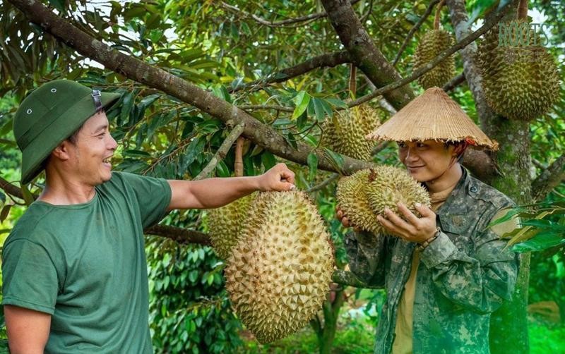 Sầu riêng đang trải qua thời kỳ khó khăn chưa từng có