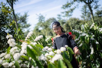 Nhiều hoạt động ý nghĩa tại Lễ hội cà phê Buôn Ma Thuột 2025