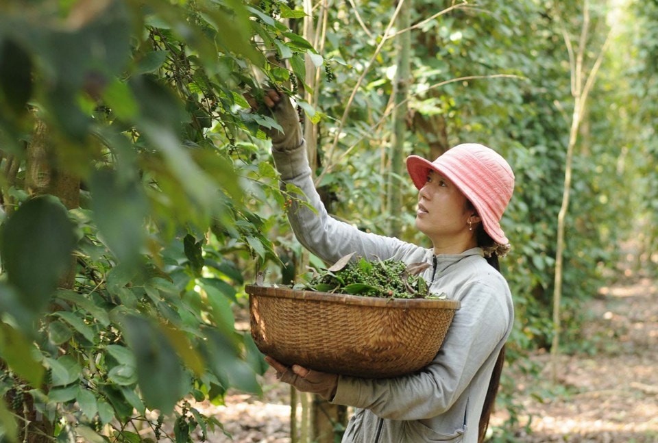 Giá tiêu lại đồng loạt giảm